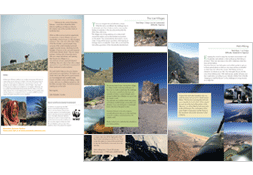 Brochure Design Process 3
